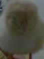 /album/mis-fotus/pollo-persona-jpg/